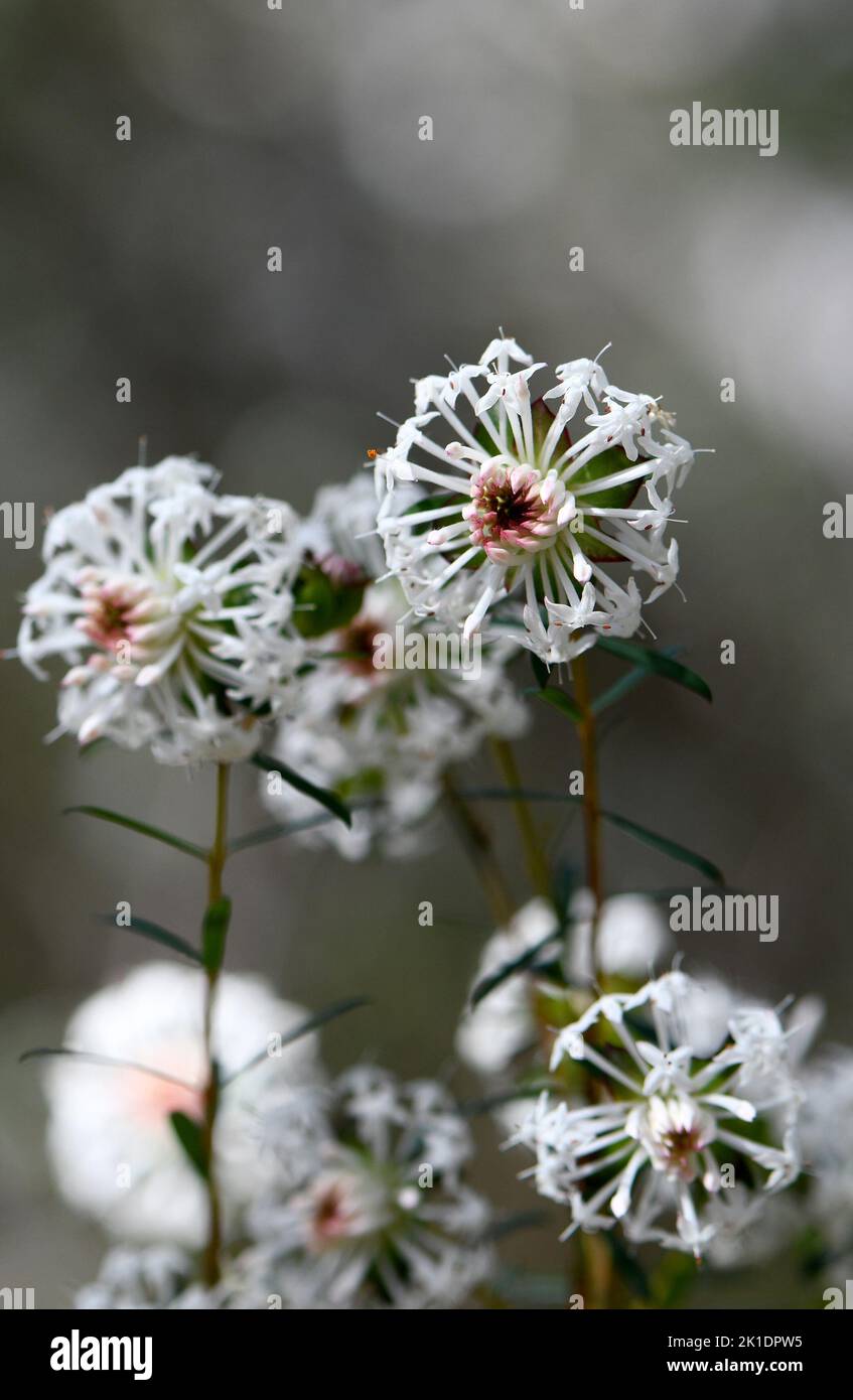 Weiße australische einheimische schlanke Reisblumen, Pimelea linifolia, Familie Thymelaeaceae, wächst in Sydney Woodland Understory, NSW. Stockfoto