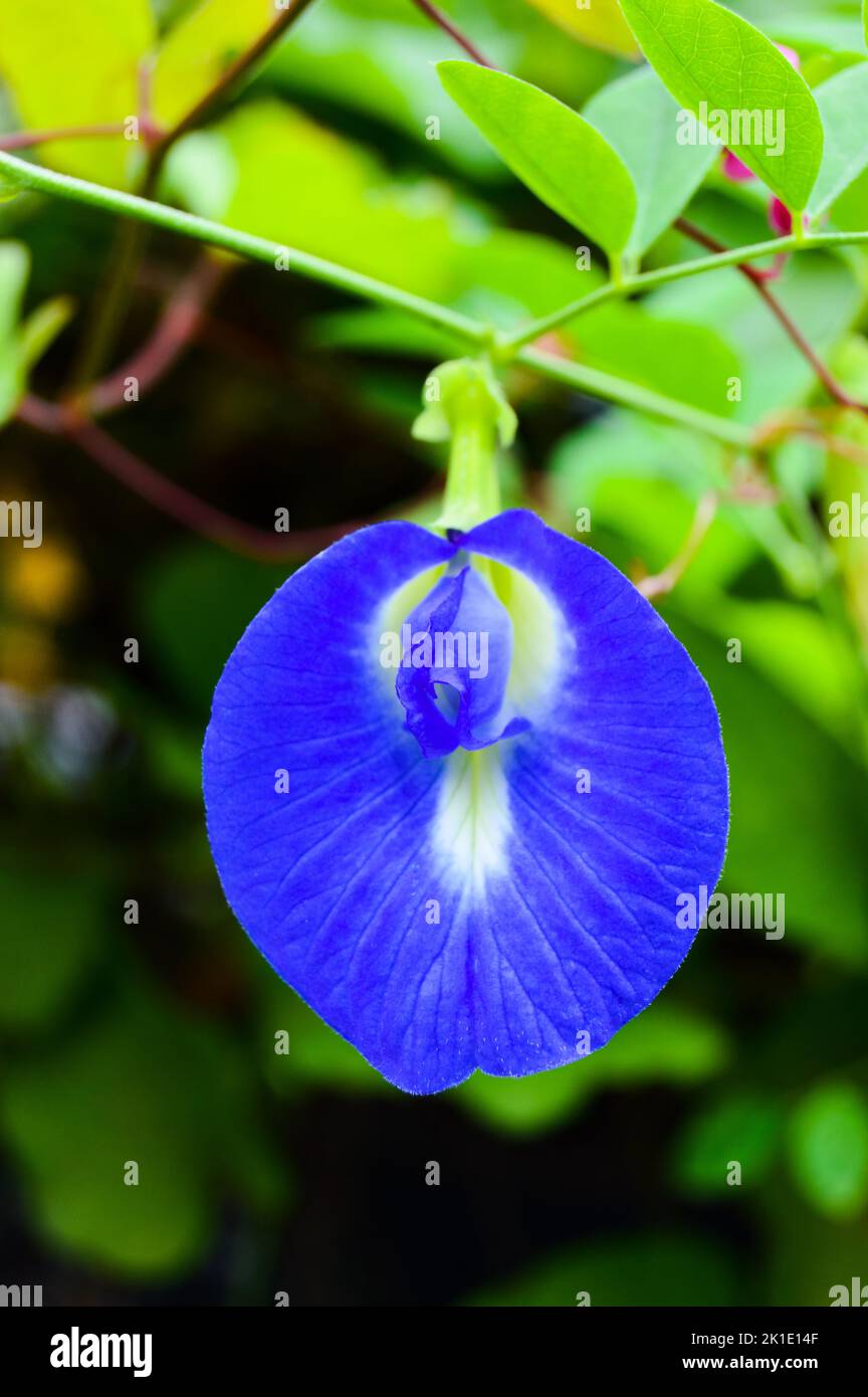 Clitoria ternatea, allgemein bekannt als asiatische Taubenflügel, mit verwischtem Hintergrund, hellem Bokeh-Hintergrund. Stockfoto