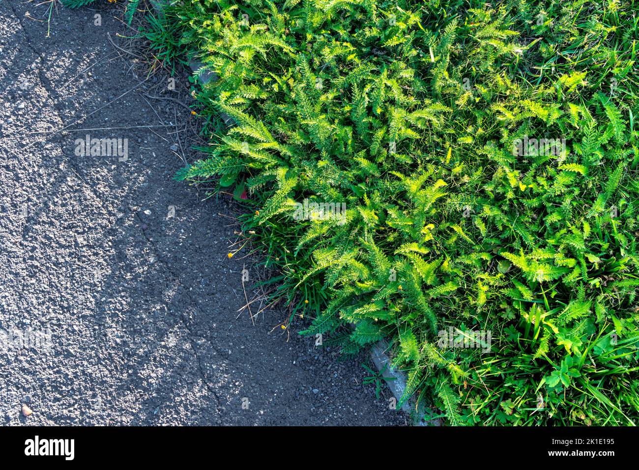 Dichte Grasdickichte auf einem vernachlässigten Rasen entlang des alten Bürgersteig des Parks, Dickichte von Schafgarbe oder Gras mit Blättern von alten Pflanzen entlang t Stockfoto