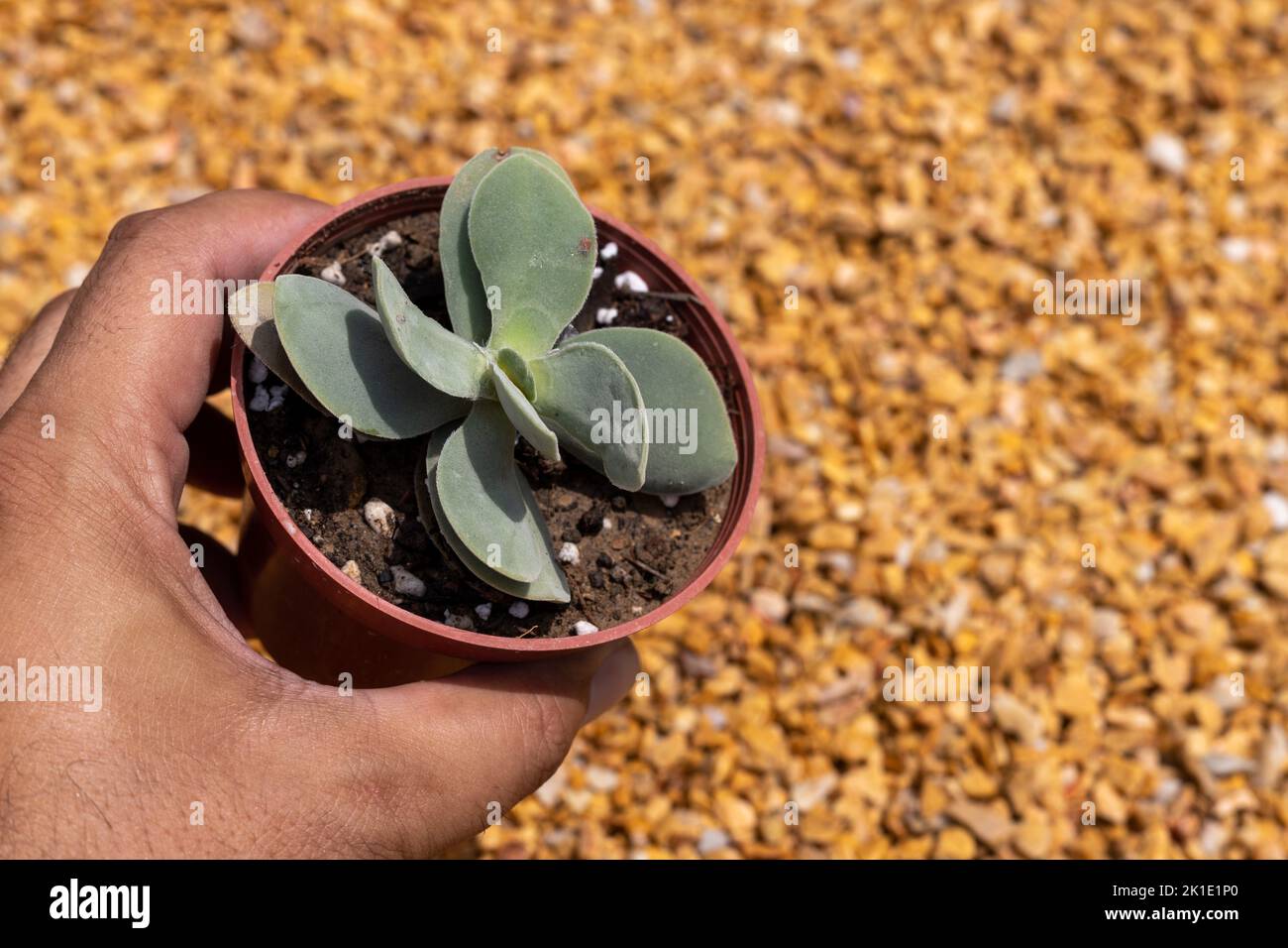 Untersuchung von crassula morgan Schönheitspflanze Nahaufnahme Stockfoto