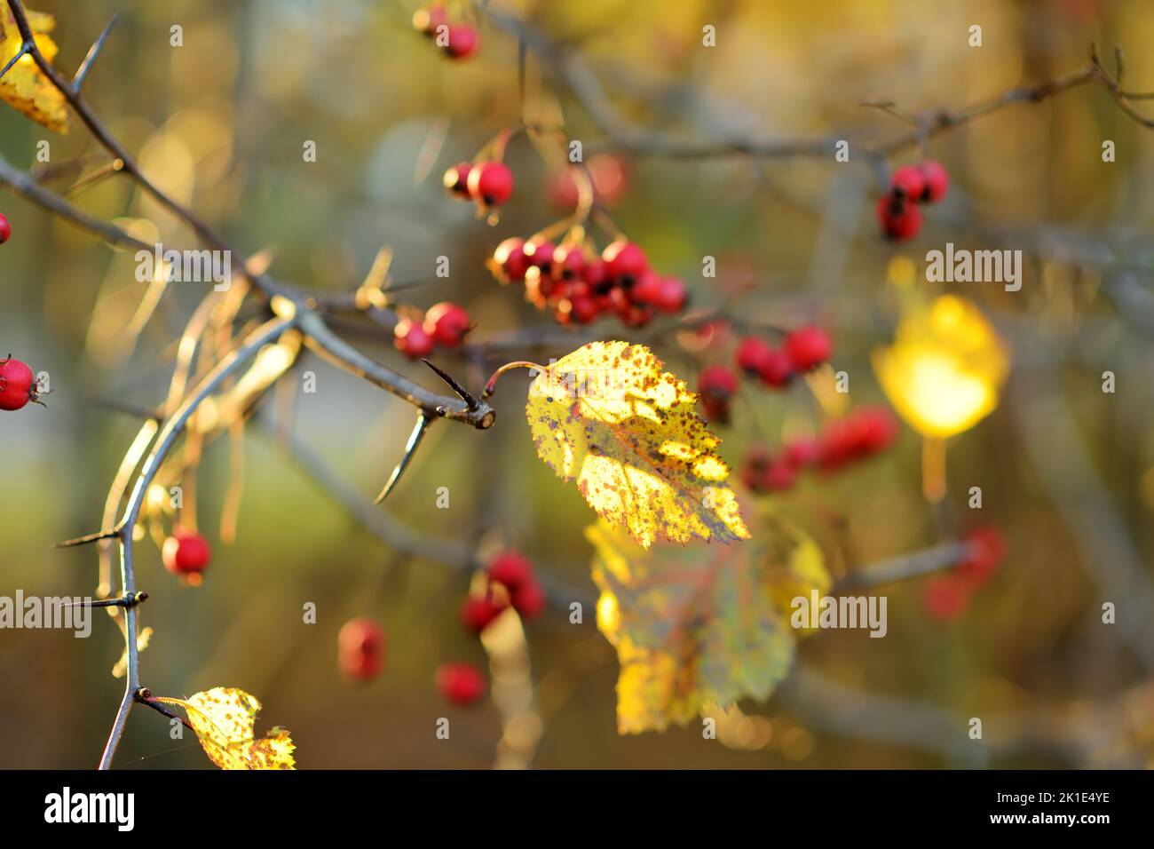 Reife rote Früchte von Weißdorn oder eingesät Weißdorn, auf einem Weißdornbaum Zweig am hellen Herbsttag. Stockfoto