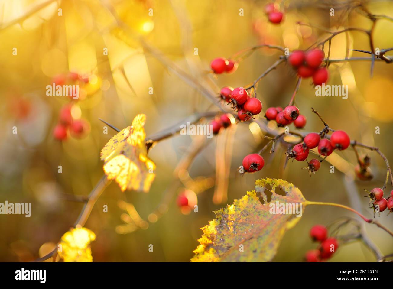 Reife rote Früchte von Weißdorn oder eingesät Weißdorn, auf einem Weißdornbaum Zweig am hellen Herbsttag. Stockfoto