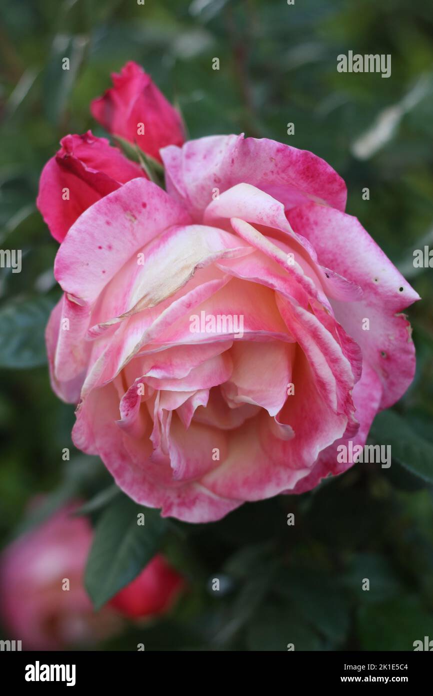 Nahaufnahme einer verblassten, blühenden rosa Rose im Garten Stockfoto