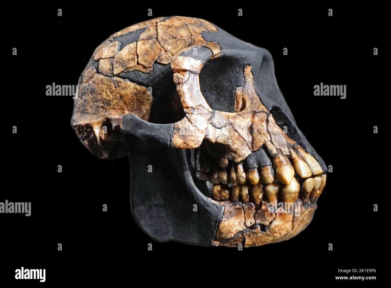 Ardipethecus ramidus Gattung ausgestorbener Hominine.Ardi Skelett versteinerte teilweises weibliches Hominidenskelett.Ardipithecus ramidus - ausgestorbener Primat.gefunden in Awash Äthiopien.basiert auf ARA-VP-6R Stockfoto