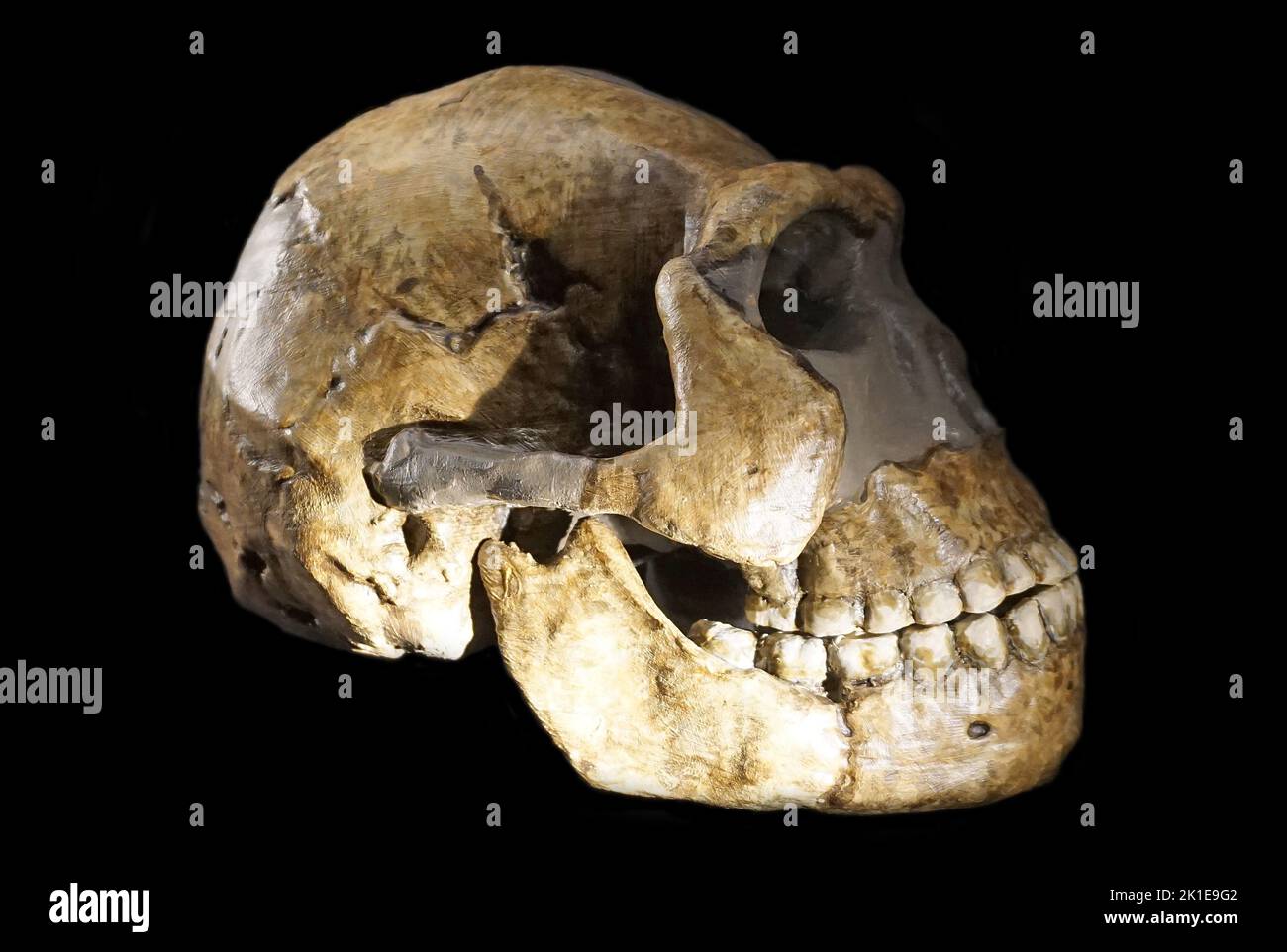Homo Naledi Schädel. Südliches Afrika. Vor 250 000 Jahren. Aussehen ähnlich wie der moderne Homo sapiens, aber mit einem sehr kleinen Gehirn. Schädel aus der Rising Star Cave, südliches Afrika. Stockfoto