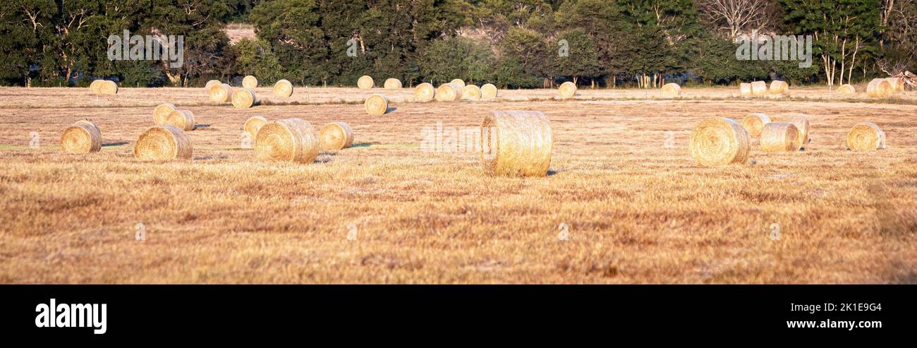 Feld von frisch geernteten runden Heuballen auf einem Feld, bevor sie zur Lagerung transportiert werden. Stockfoto