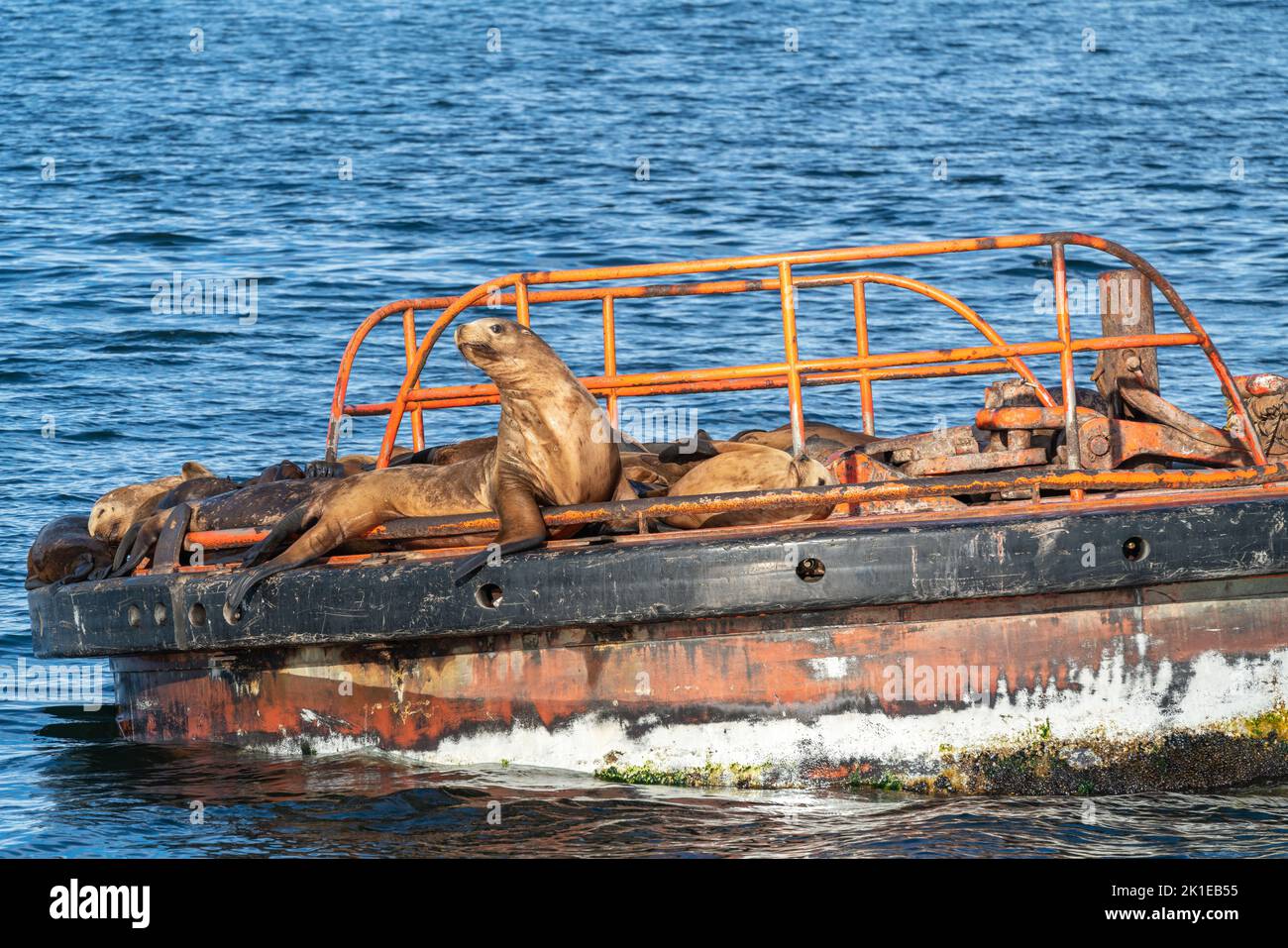 Eine Gruppe steller Seelöwen ruht auf einer Plattform im Meer. Stockfoto