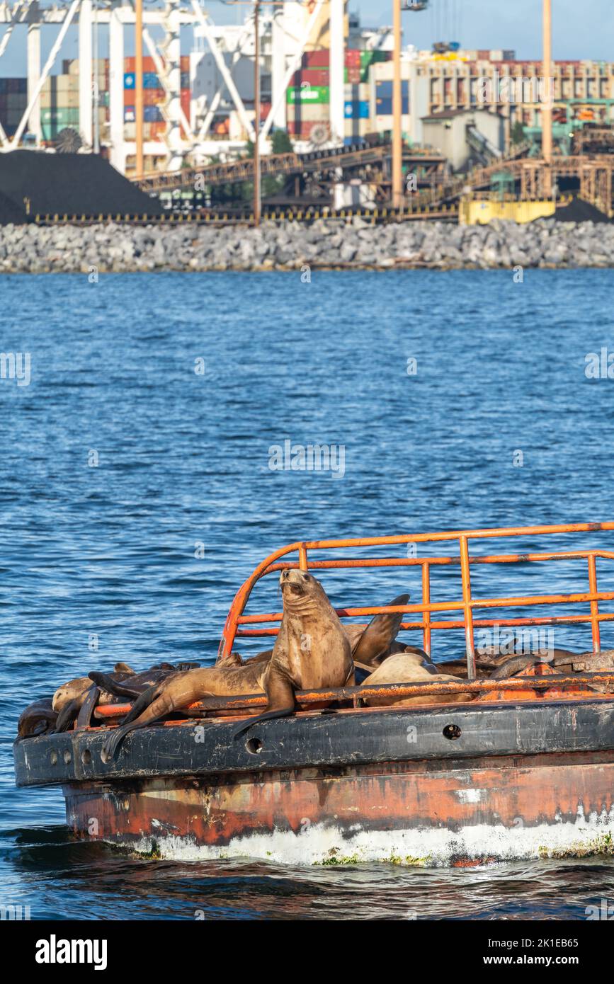 Steller Seelöwe mit offenem Maul auf Plattform im Meer mit Kohlenstapeln in einer Werft. Stockfoto