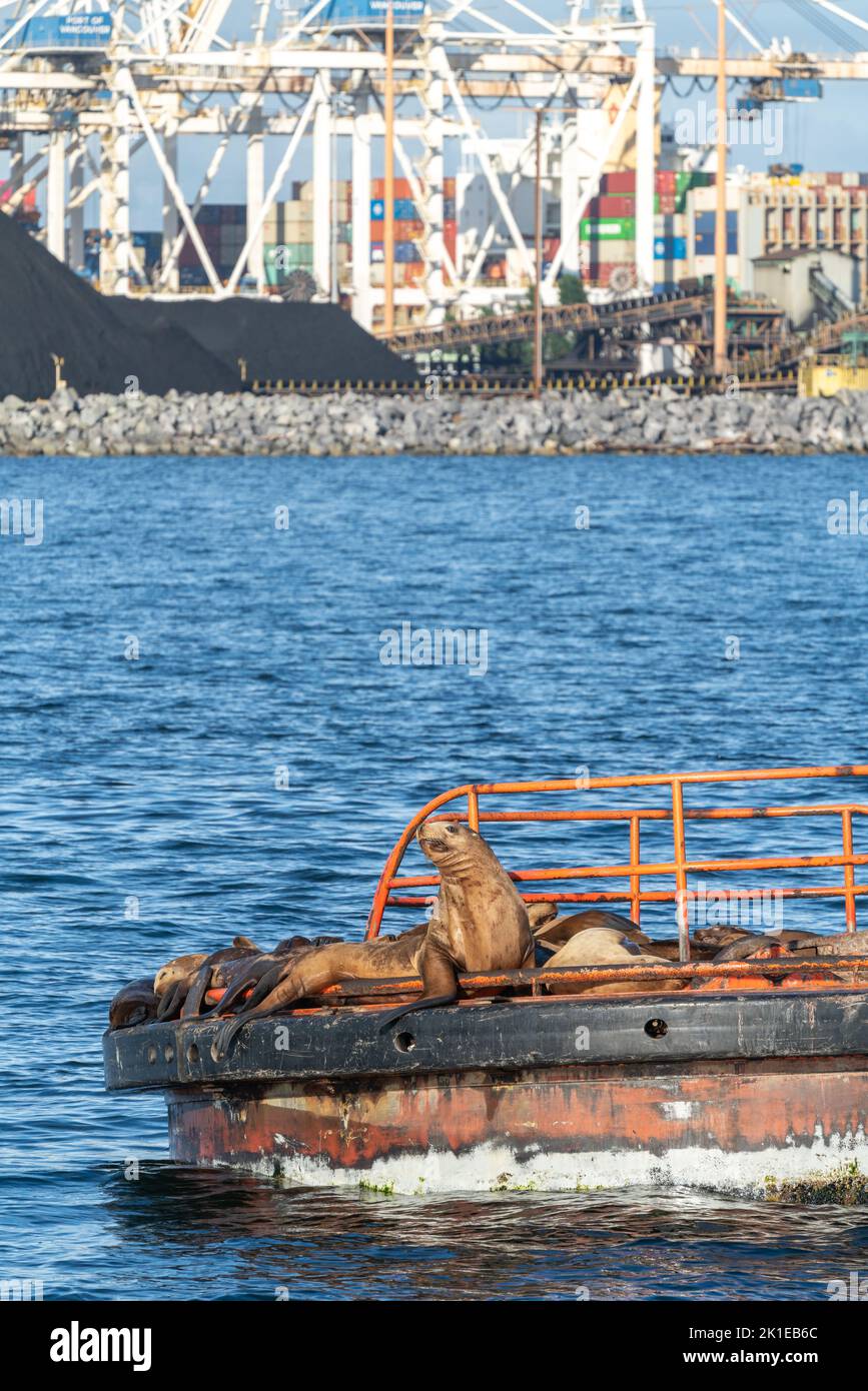 Steller Seelöwe mit offenem Maul auf Plattform im Meer mit Kohlenstapeln in einer Werft. Stockfoto