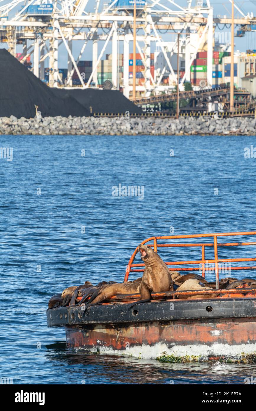 Steller Seelöwe mit offenem Maul auf Plattform im Meer mit Kohlenstapeln in einer Werft. Stockfoto