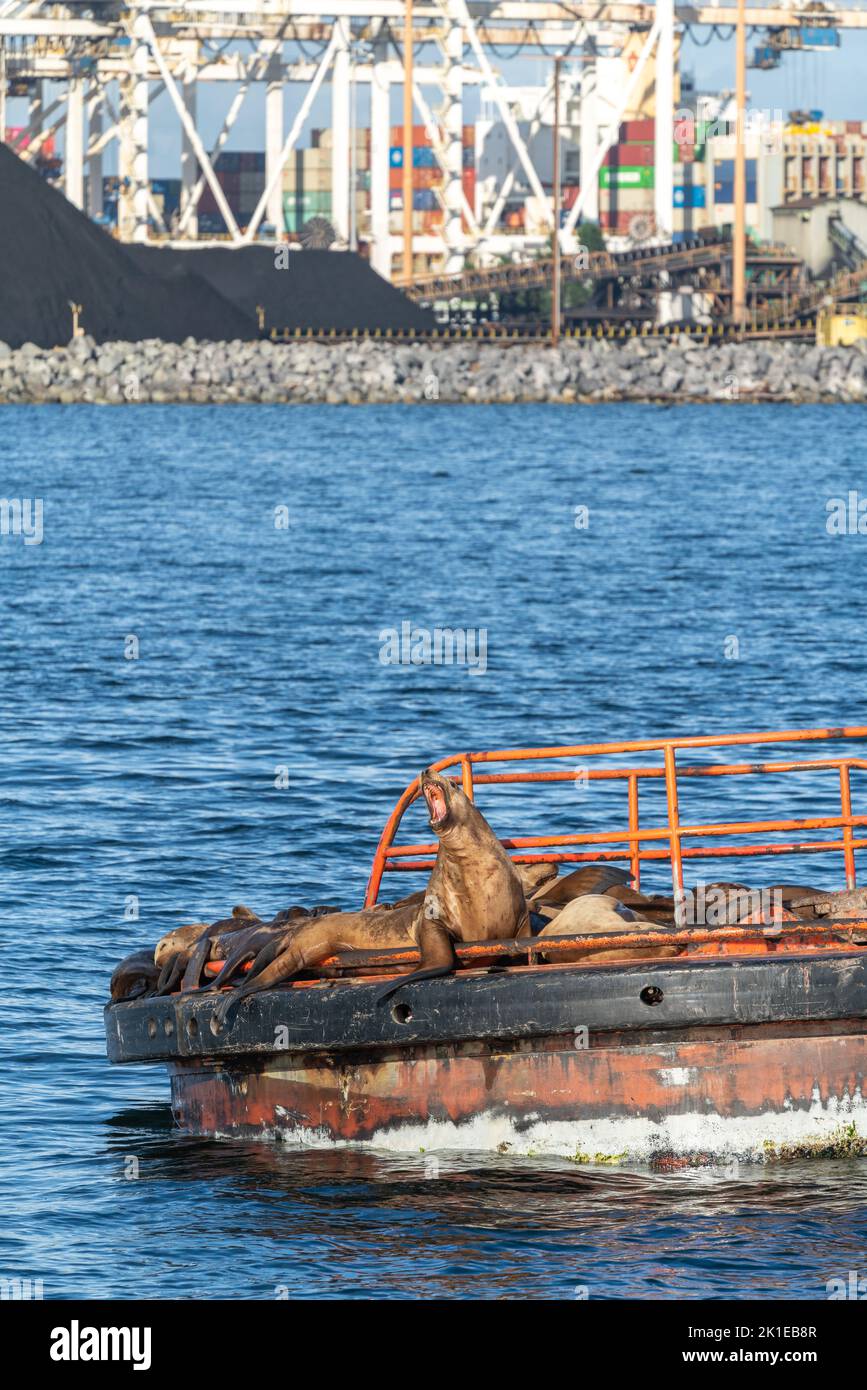 Steller Seelöwe mit offenem Maul auf Plattform im Meer mit Kohlenstapeln in einer Werft. Stockfoto