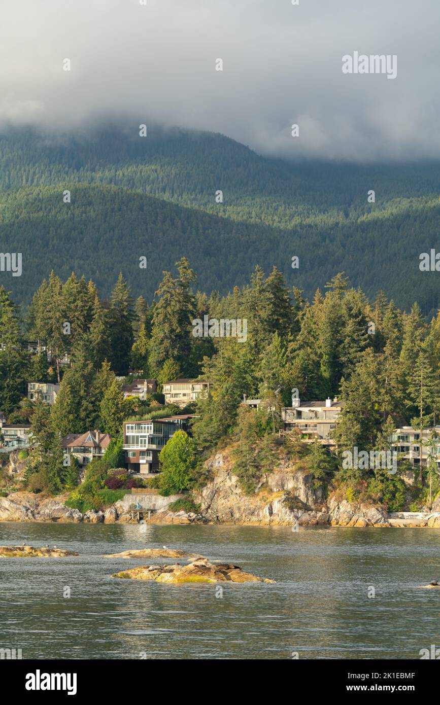 Seehunde, die auf Felsen in Eagle Harbor mit Bergkulisse ruhen. Stockfoto