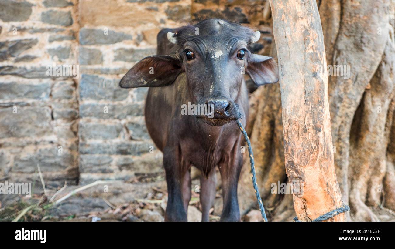 Niedliches Baby Wasserbüffel Gesicht aus der Nähe. Schwarzer Büffelkopf aus der Nähe in indien, asien. Stockfoto