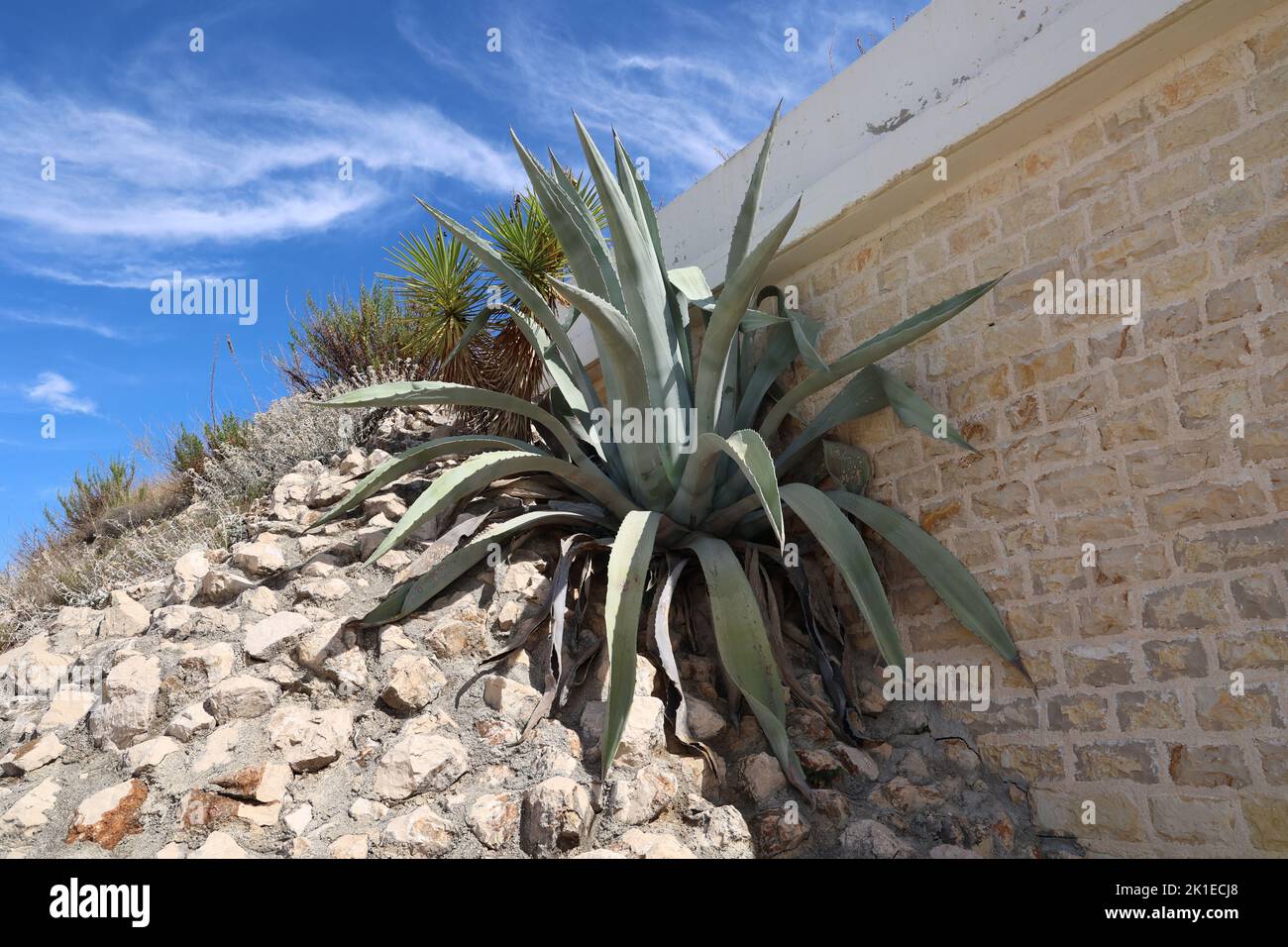 Eine riesige Agave im Sommer in Kroatien Stockfotografie - Alamy