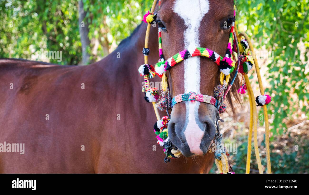 Indische Marwari Rasse Pferd in Horse Farm in Rajasthan gebunden. Braunpferd Rasse in indien. Stockfoto