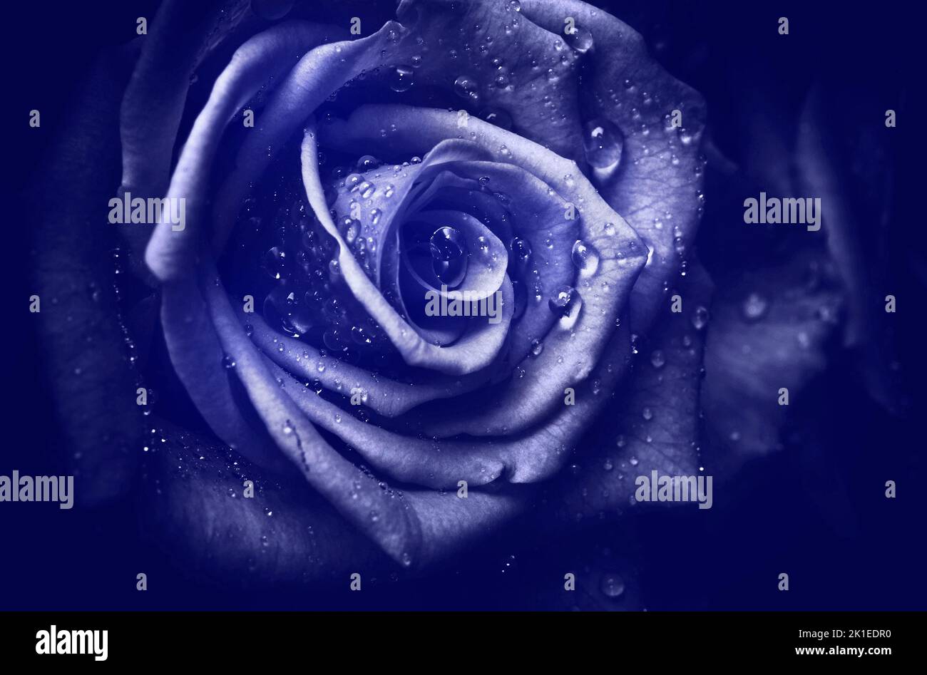Künstlerisches Bild von Blume romantische Rose mit Wassertropfen wie blumige Kunst Stockfoto