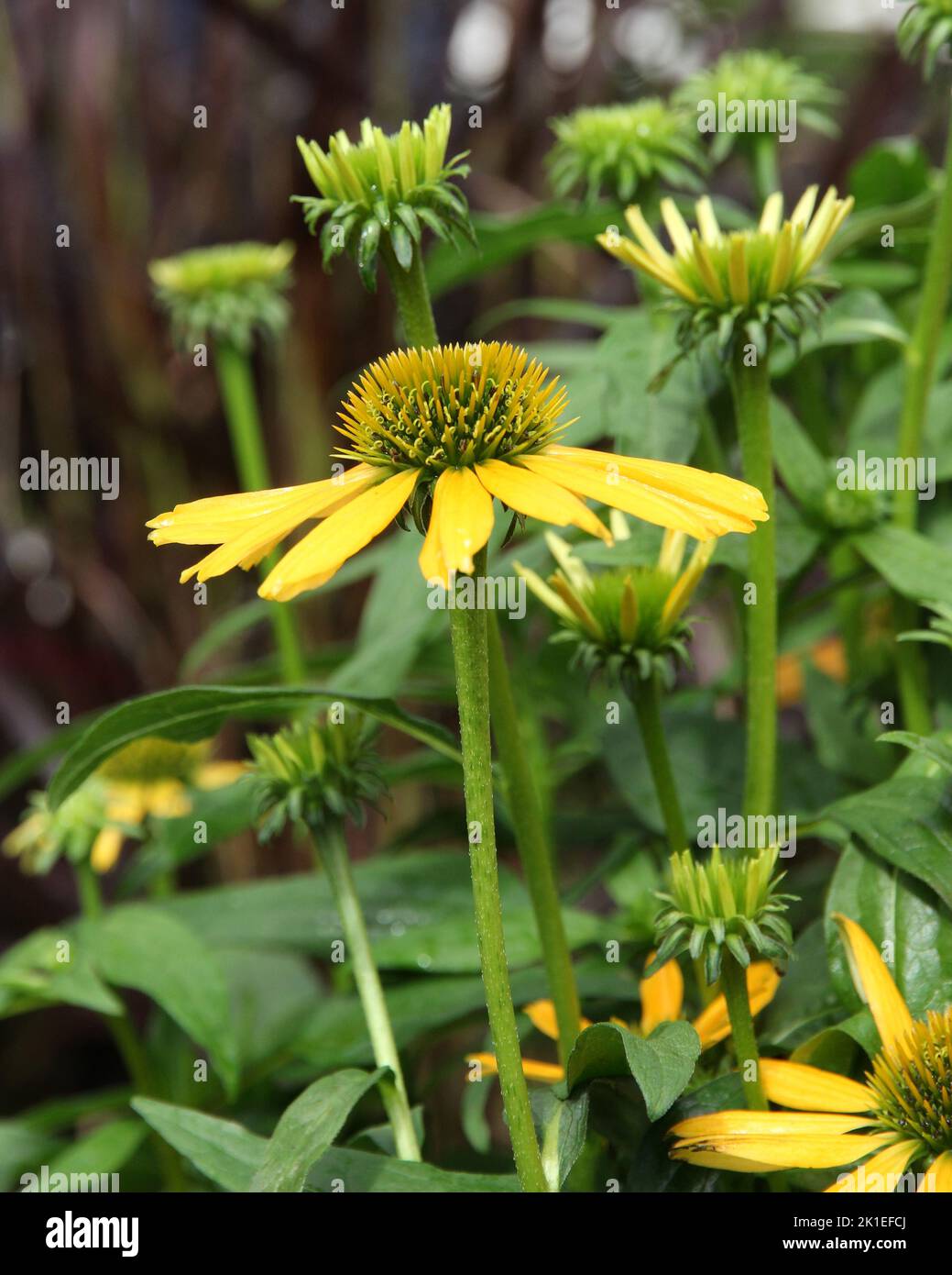 Echinacea x Hybrida Blume Stockfoto