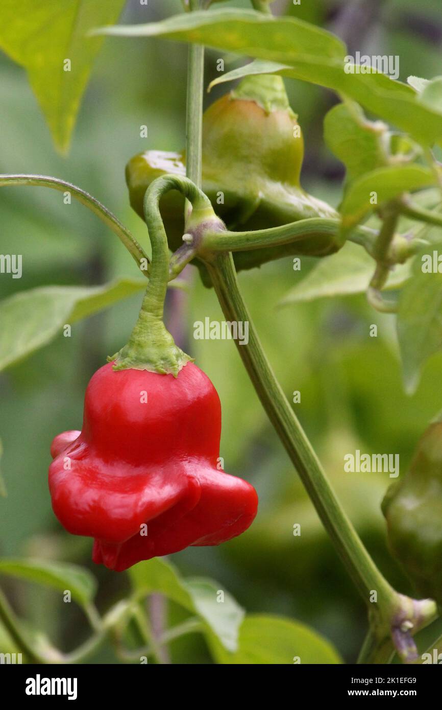 Chili „Bishop's Crown“ (Capsicum baccatum) Stockfoto