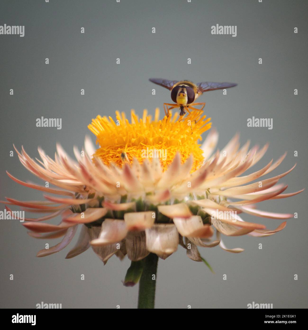 Schwebfliege auf Helichrysum (Strohblume) Stockfoto