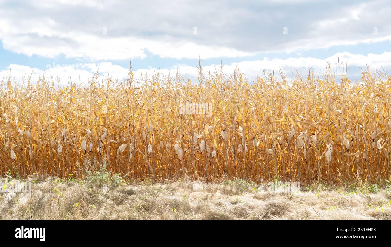 Futtermais Ernte im Herbst. Maisanbau für Getreide für weitere Anpflanzungen. Getrocknete Maisernte. Versagen der Maisernte aufgrund der globalen Erwärmung. Lebensmittelkrise Conce Stockfoto