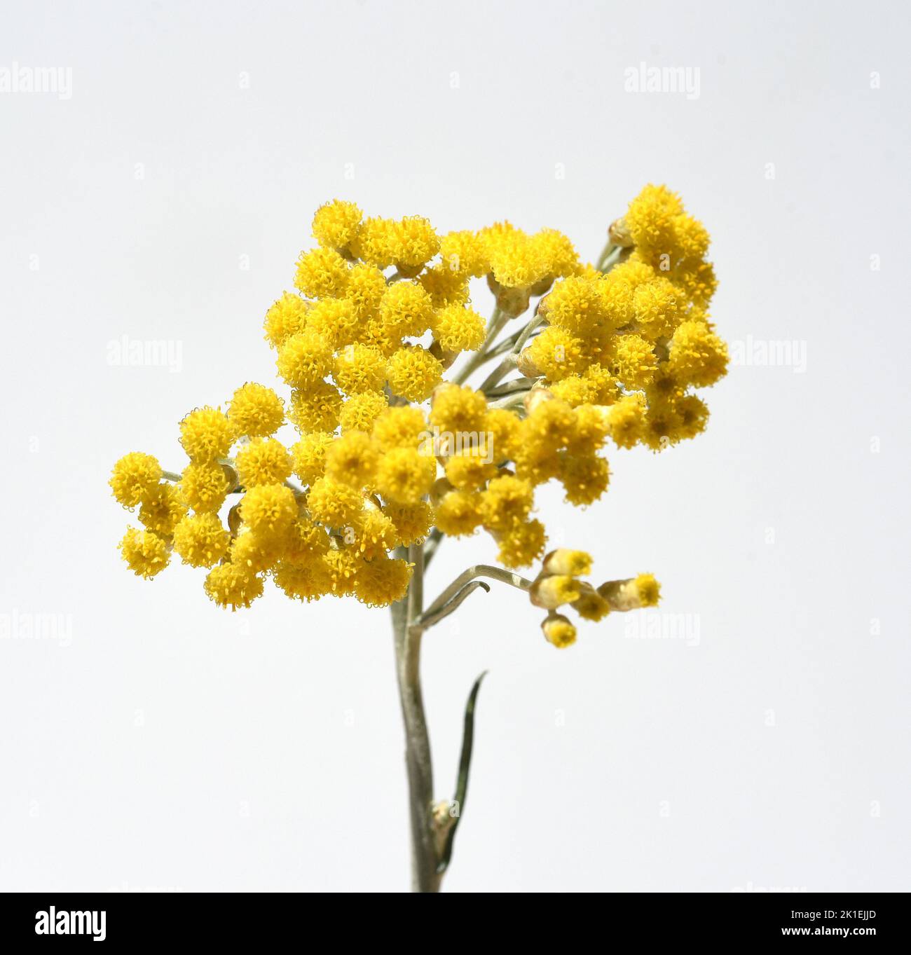 Das Kurvenkraut Helichrysum italicum ist eine wichtige Heilpflanze und eine duftende Pflanze mit gelben Blüten, die auch als Gewürz in der Küche verwendet wird. Stockfoto