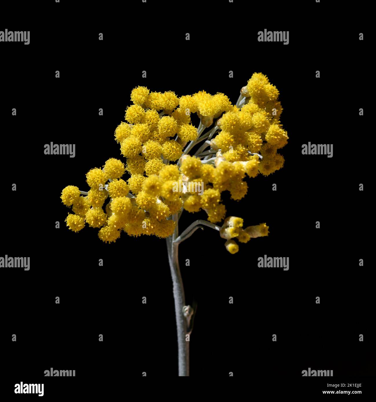 Das Kurvenkraut Helichrysum italicum ist eine wichtige Heilpflanze und eine duftende Pflanze mit gelben Blüten, die auch als Gewürz in der Küche verwendet wird. Stockfoto