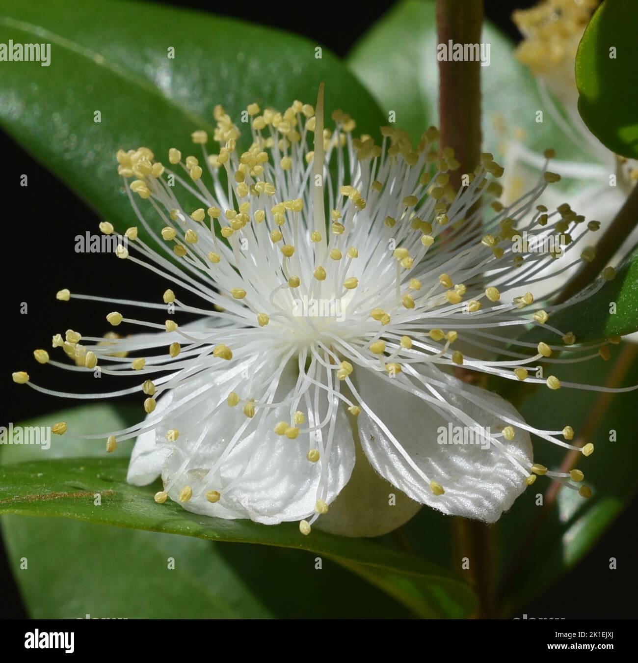 Myrtle, Myrtus communis, auch Balsam genannt, ist ein Strauch mit schönen weißen Blüten. Sie ist eine wichtige Heilpflanze und eine attraktive Gartenpflanze. Stockfoto