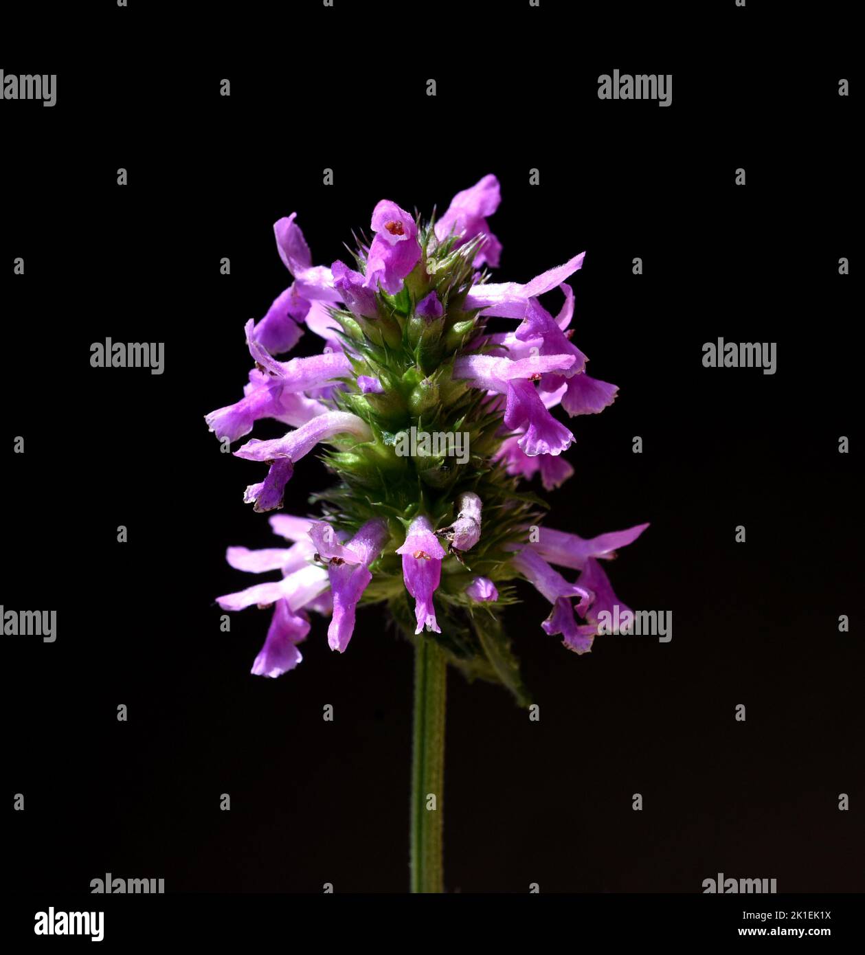 Ziest, Stachys officinalis ist eine wichtige Heilpflanze mit violetten Blüten. Stockfoto