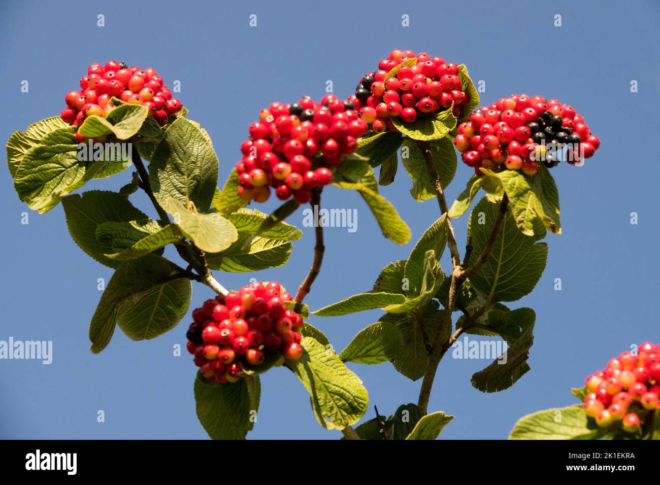 Zweig mit Beeren Wayfaring Tree, Viburnum lantana Beeren Rote Früchte auf Zweig Stockfoto