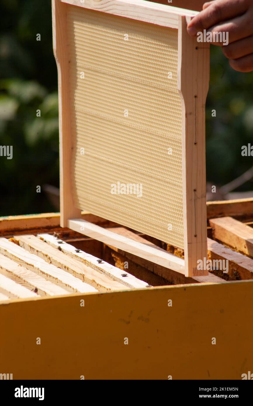 Installation neuer Rahmen im Bienenstock. Arbeit am Bienenhaus. Ein Imker repariert Bienenstöcke. Saisonale Honig Extraktion Arbeit. Stockfoto