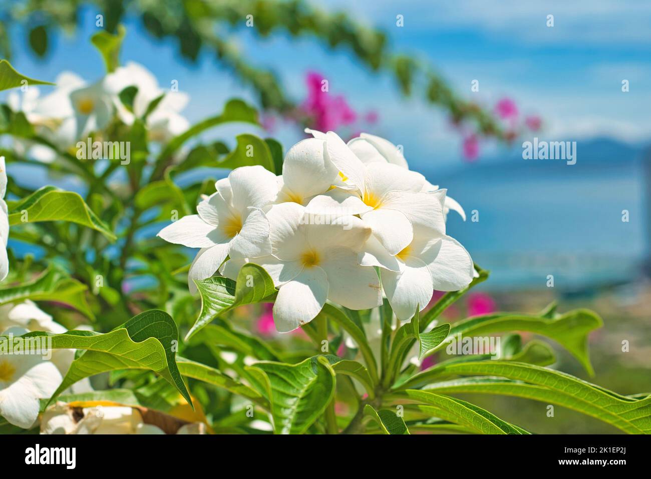 Viele Blumen aus weißem Plumeria vor blauem Himmel Hintergrund Stockfoto
