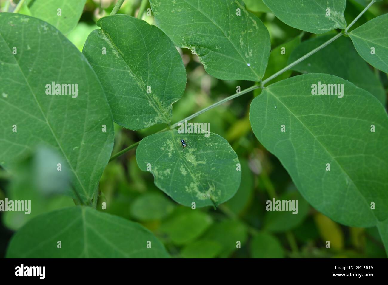 Nahaufnahme der Blätter einer Schmetterlingserbse (Clitoria ternatea) mit einer winzigen blauen Spinne, die auf der Oberfläche des nächsten Blattes läuft Stockfoto