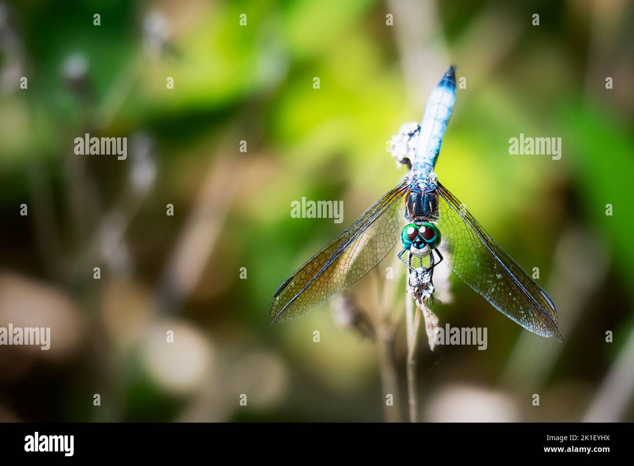 Eine männliche blaue Dasher-Libelle ruht leicht auf einem Ast. Stockfoto