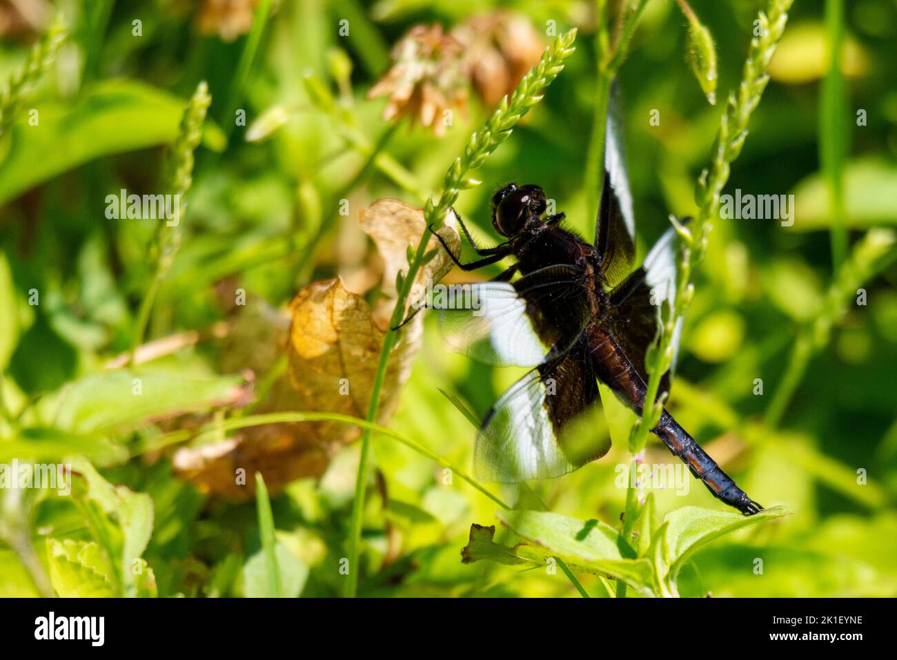 Eine unreife männliche Witwe Skimmer Libelle. Stockfoto