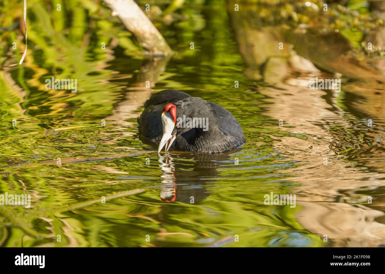 Rotknotenhuhn, Raufußhuhn, (Fulica cristata ) Süßwassersee, Andalusien, Südspanien. Stockfoto