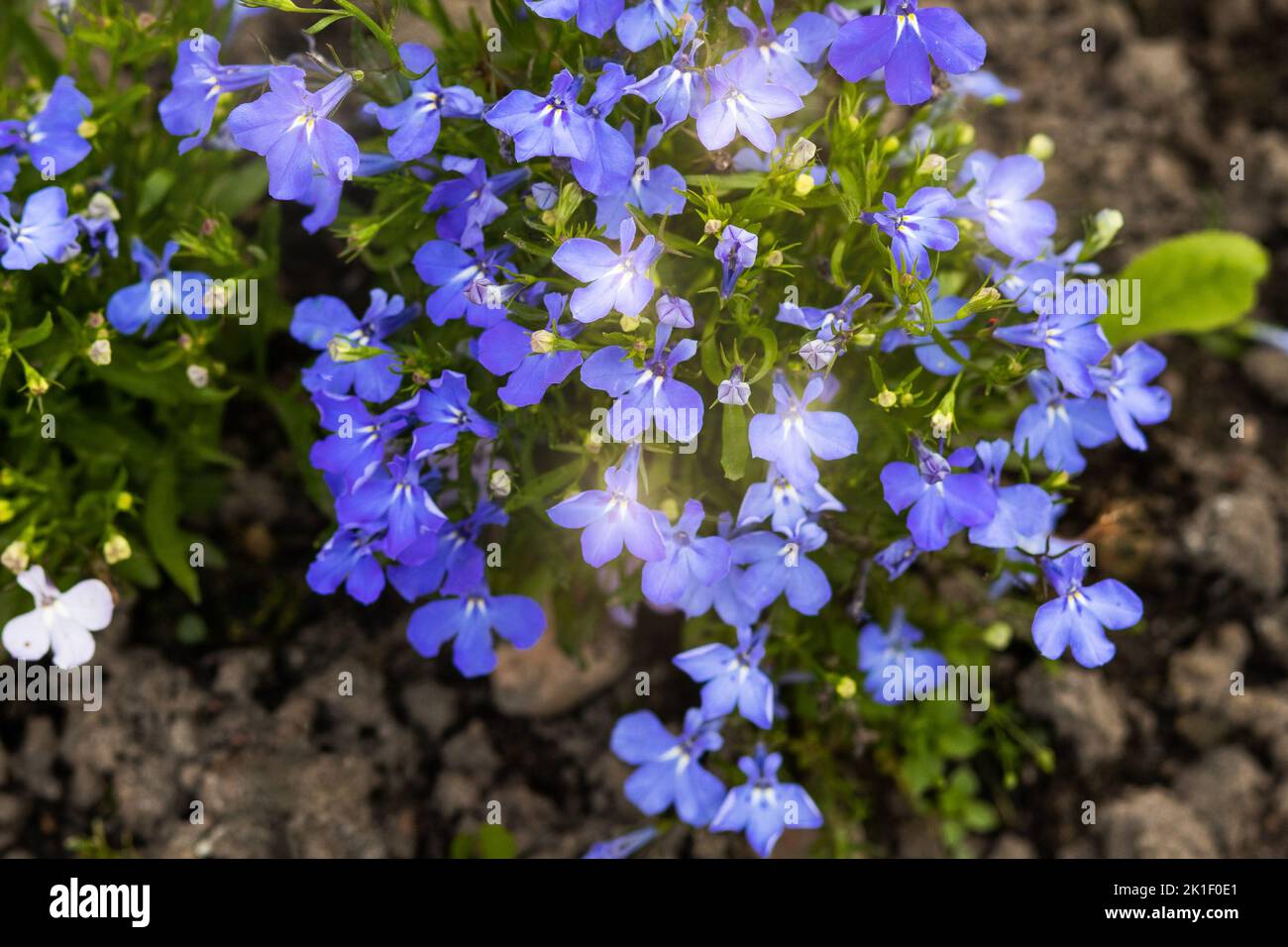 An einem Sommertag auf einem Blumenbeet blaue Blüten von Belia im Garten Stockfoto