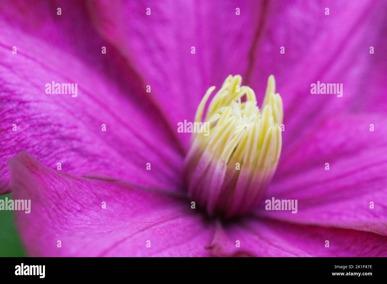 Clematis Blume im Garten, Makroaufnahme, lokaler Fokus Stockfoto