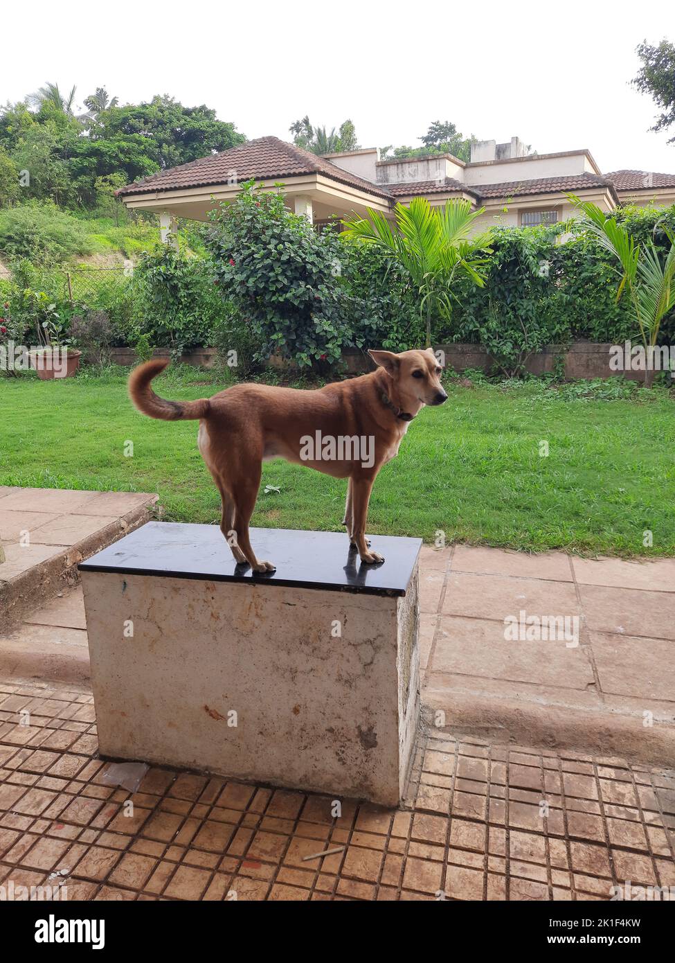 Ein indischer Pariah-Hund, der in einem Varanda-Bungalow im Bundesstaat Maharashtra Indien 09 04 2022 steht Stockfoto