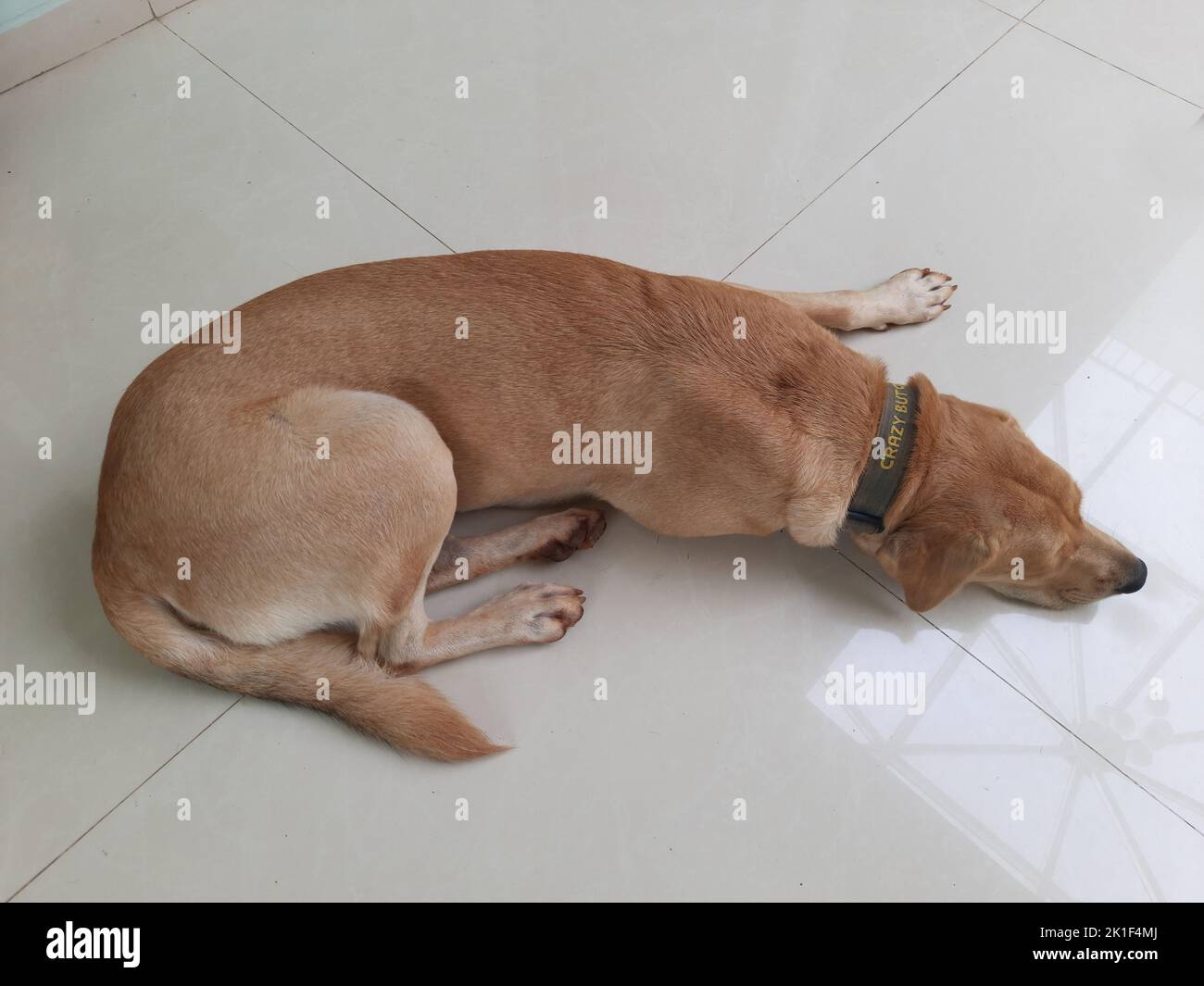 Ein indischer Pariah-Hund, der in einem Varanda-Bungalow im Bundesstaat Maharashtra India 09 04 2022 schläft Stockfoto