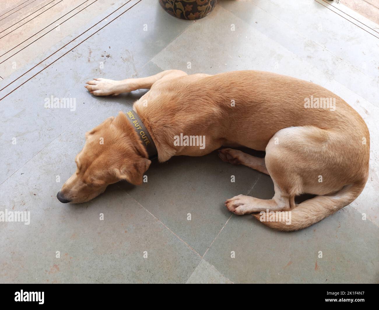 Ein indischer Pariah-Hund, der in einem Varanda-Bungalow im Bundesstaat Maharashtra India 09 04 2022 schläft Stockfoto
