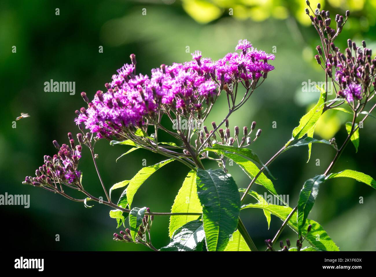 Riesengirnkraut, Vernonia gigantea, hoher Eisengirnkraut, Hardy, Pflanze, Blume Stockfoto