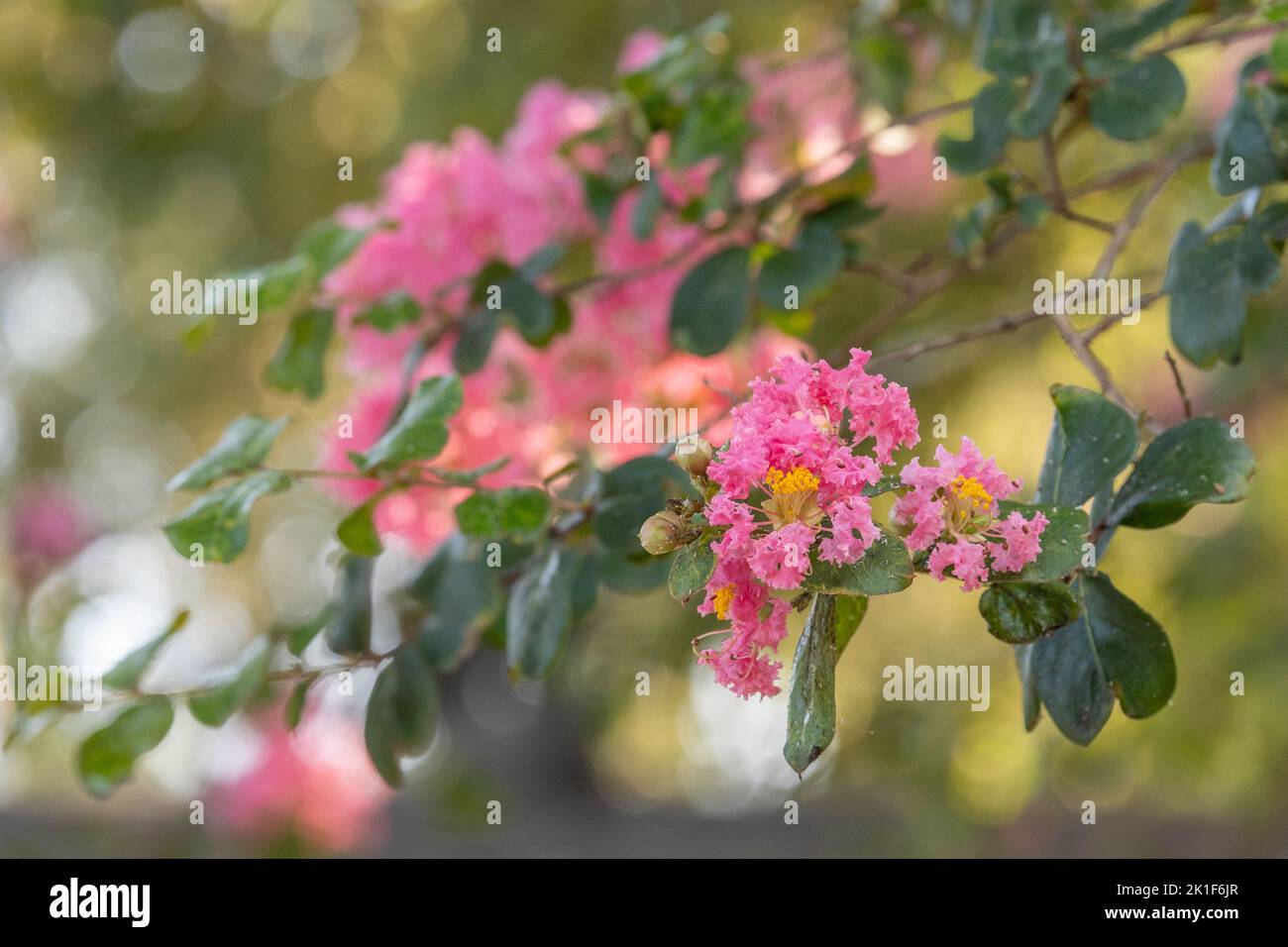 Ein Indica-Baum von Lagerstroemia, der in einem Sommergarten wächst. Stockfoto