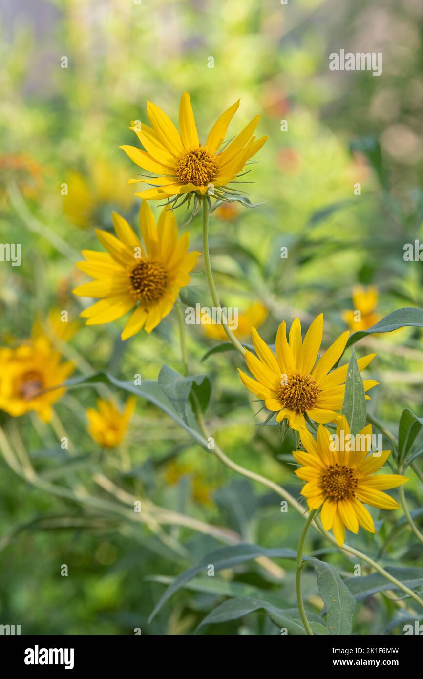 Die fröhlichen Blüten der Sonnenblumen wachsen im Garten an einem Sommertag. Stockfoto