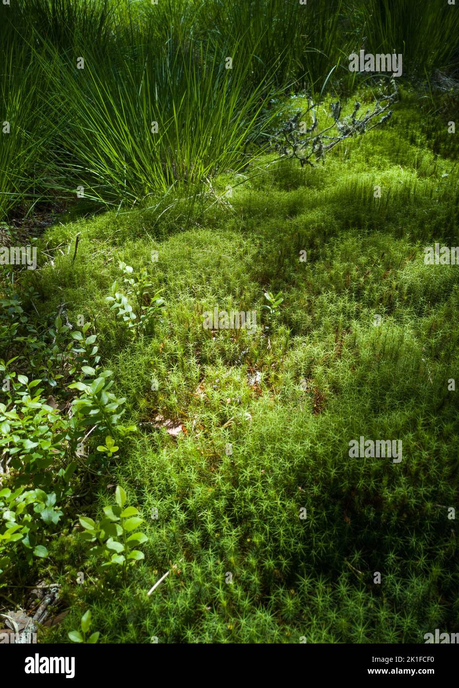Moos und Gras im Abernethy Forest. Stockfoto