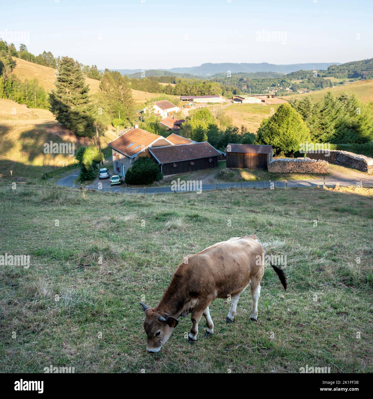 Junge braune Kuh oder Bulle auf dem französischen Land in der Nähe von saint die in den vogesen Stockfoto