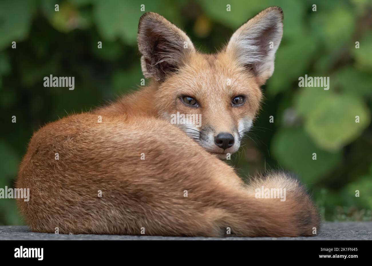 Junger Fuchs, der im Wald liegt Stockfoto