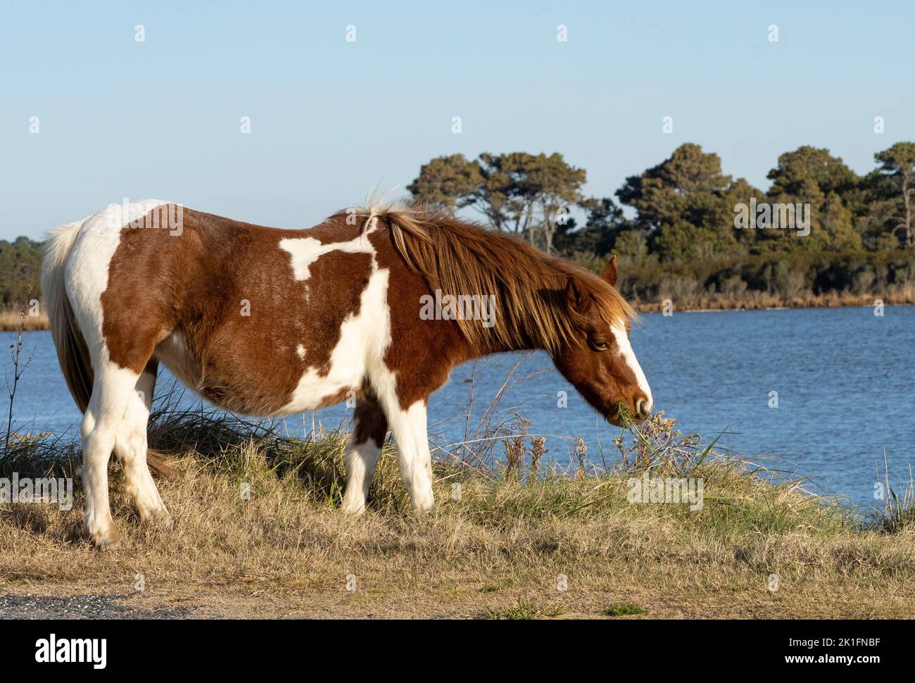 Chincoteague pony (Equus ferus Caballus) Stockfoto