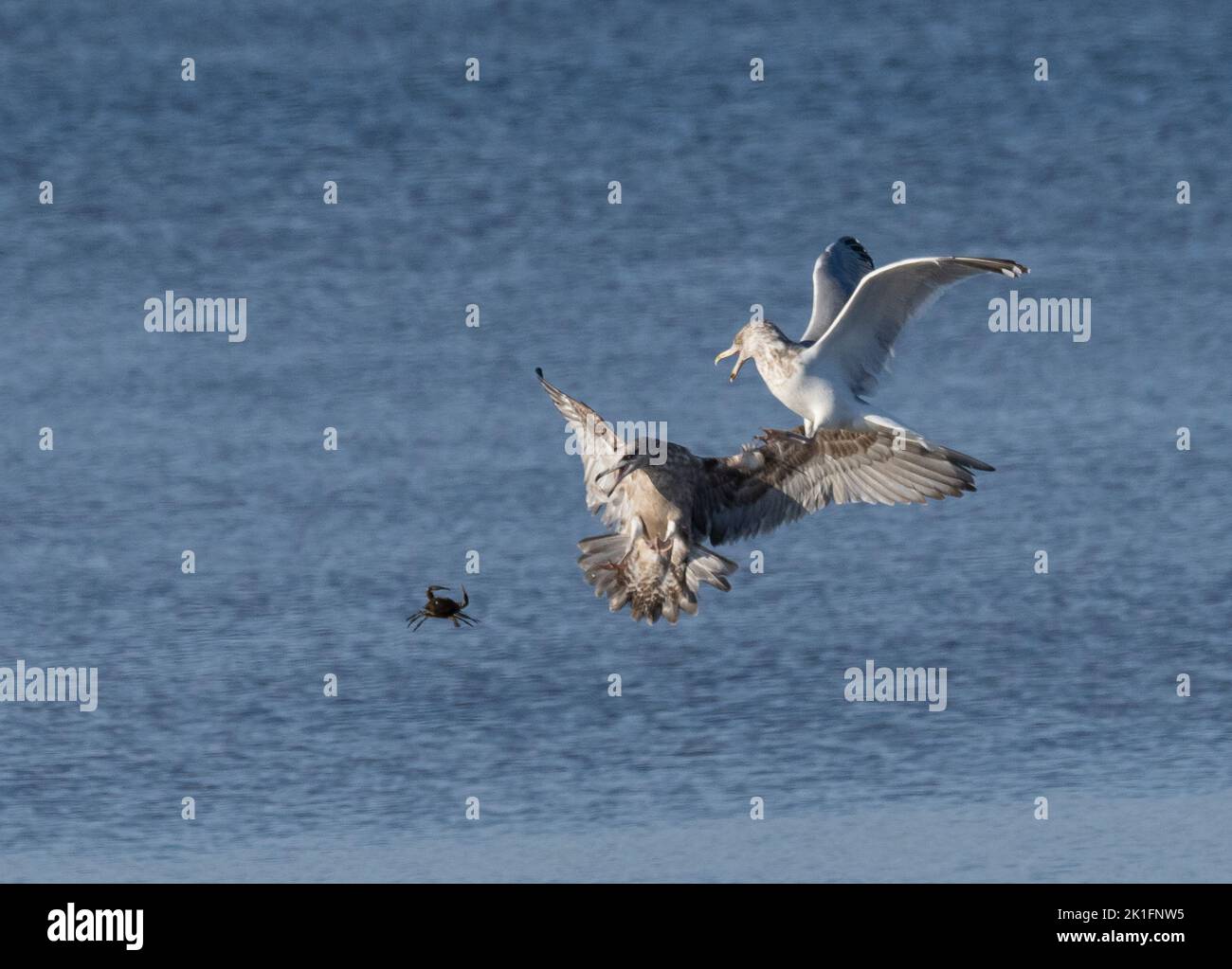 Die Erwachsene Heringsmöwe (Larus argentatus) versucht, kleine Krabben von der jungen Heringsmöwe zu stehlen Stockfoto