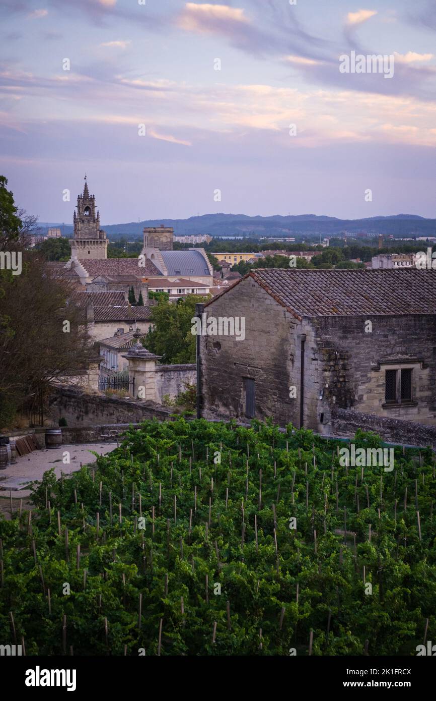 Ein Weinberg entlang der Altstadt von Avignon, Frankreich. Stockfoto