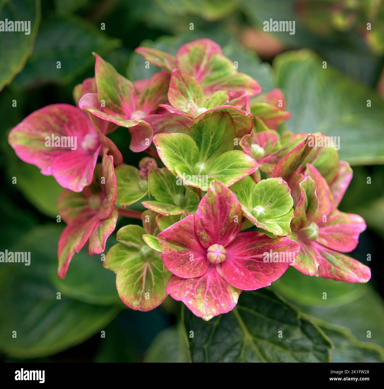 Schöne lebendige Blumen von Hydrangea, Sorte 'Glam Rock' Stockfoto